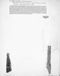 Neonectria coccinea image